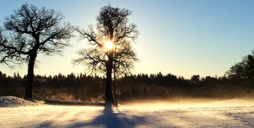 En vacker vy över ett vinterlandskap, ett träd i motljus i solnedgången